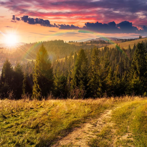 Floresta conífera em um topo de montanha no pôr do sol — Fotografia de Stock