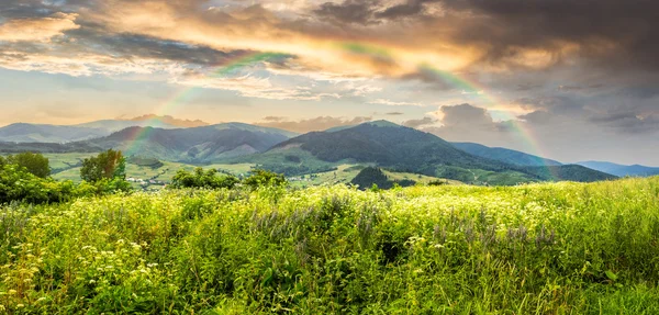 Prairie avec des fleurs en montagne au lever du soleil — Photo