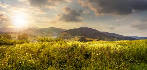 Meadow with flowers in mountains at sunset — Stock Photo, Image