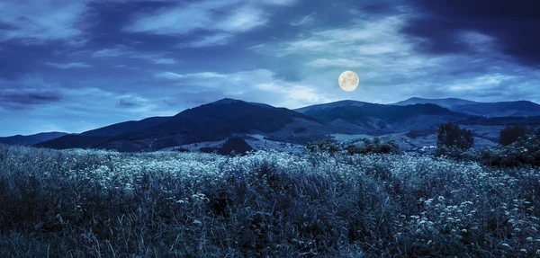 Łąka z kwiatami w górach w nocy — Zdjęcie stockowe