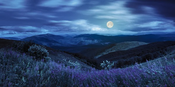 Wild flowers on the mountain top at night — Stock Photo, Image