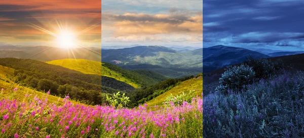 Vilda blommor på bergets topp — Stockfoto