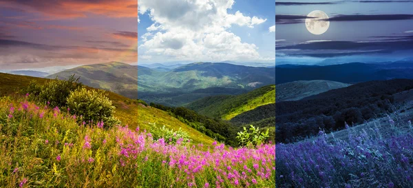 山の上に野生の花 — ストック写真