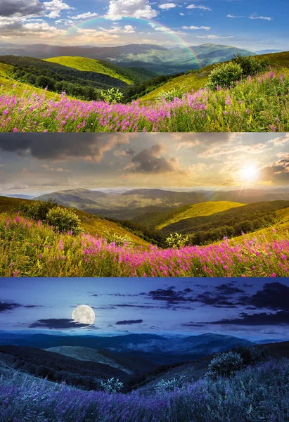 Дикі квіти на вершині гори — стокове фото