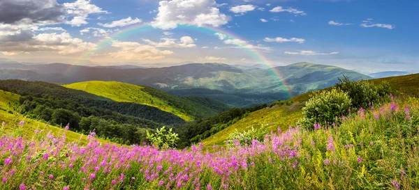 Wild flowers on the mountain top at sunrise — Stock Photo, Image