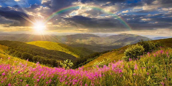 gün batımında dağ üstüne kır çiçekleri