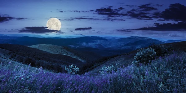 Wild flowers on the mountain top at night — Stock Photo, Image