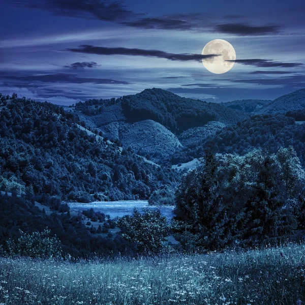 Sosny w pobliżu łąka w górach w nocy — Zdjęcie stockowe