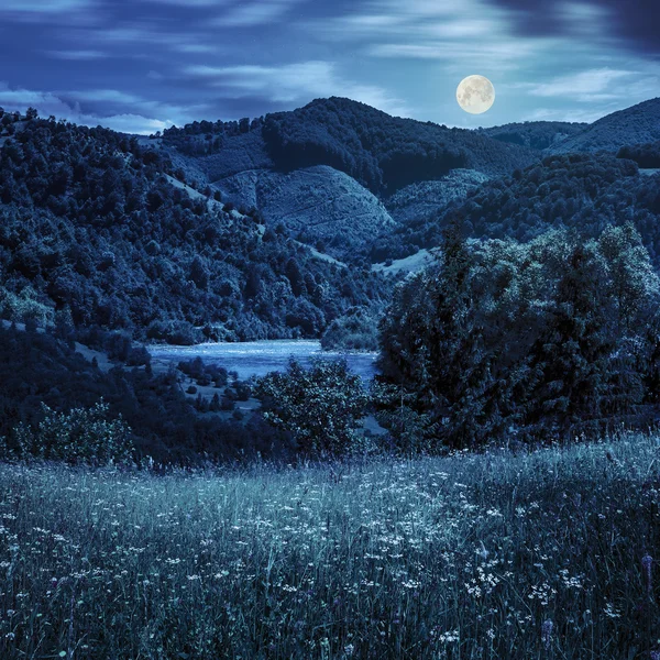 Sosny w pobliżu łąka w górach w nocy — Zdjęcie stockowe