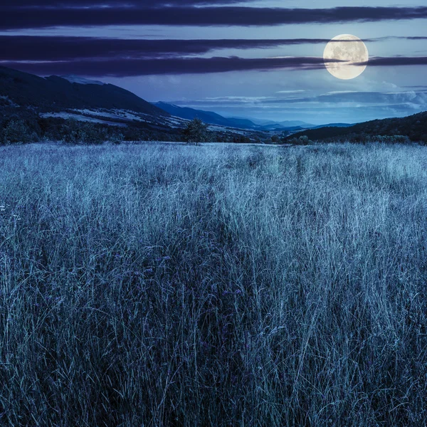 Prado con hierba alta en las montañas por la noche — Foto de Stock