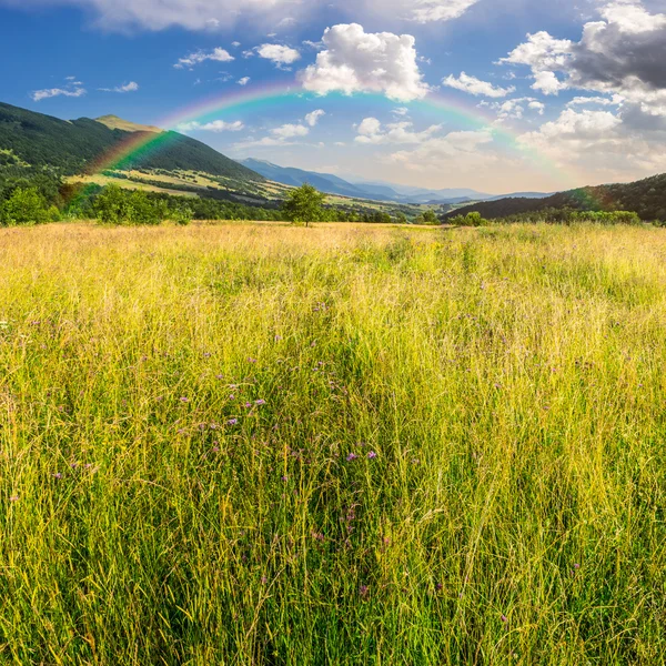 Yüksek otların arasında dağlar ile çayır — Stok fotoğraf