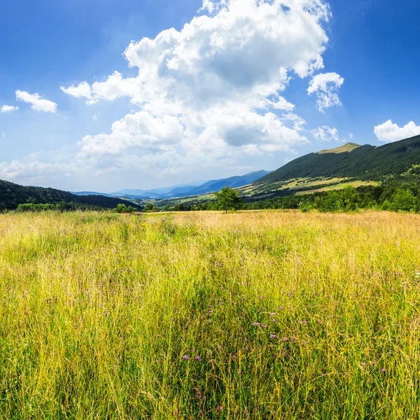 Meadow with high grass in mountains at sunrise — Stock Photo, Image