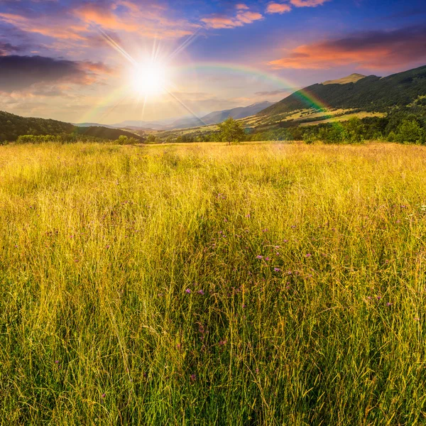 Prairie avec herbe haute dans les montagnes au coucher du soleil — Photo