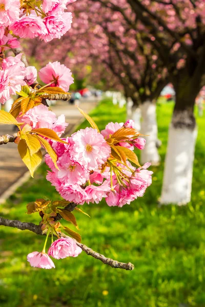 Růžové květy sakura větví nad trávy — Stock fotografie