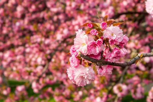 Pink blossomed sakura flowers — Stock Photo, Image