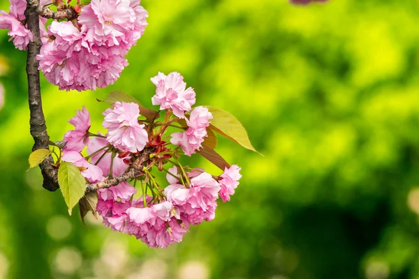 Pink flowers of sakura branches above grass — Stock Photo, Image