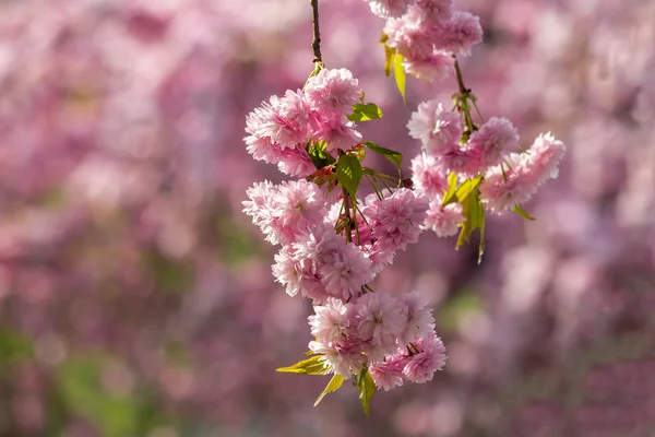 잔디 위에 사쿠라 지점의 핑크 꽃 — 스톡 사진