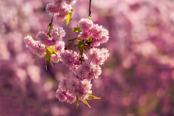 Rosa Blüten von Sakura-Zweigen über Gras — Stockfoto