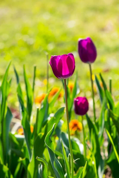 Tulipano viola su sfondo sfocato di erba — Foto Stock