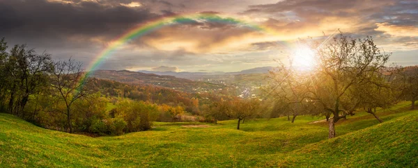 Panorama of apple orchard on hillside at sunset — Stock Photo, Image
