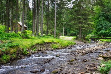 riverwith taşlar ve orman yosun 
