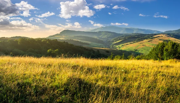 Meadow with tall grass in mountains at sunrise — Stock Photo, Image
