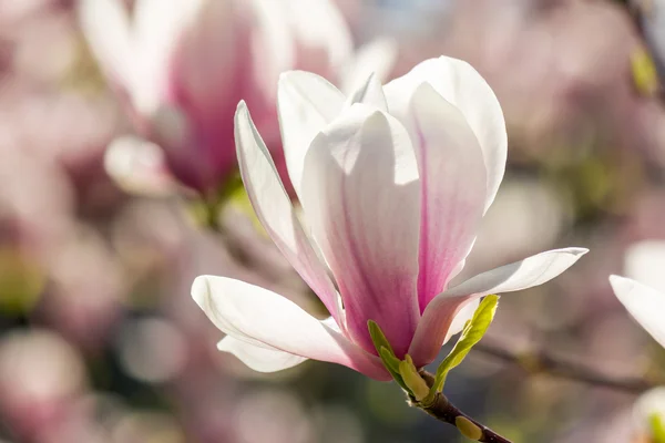 Magnolienblüten auf verschwommenem Hintergrund — Stockfoto