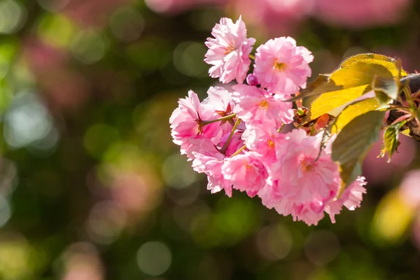Růžové květy sakura poboček — Stock fotografie