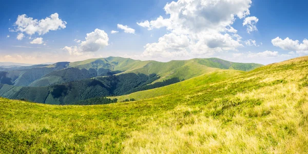 Herbe sauvage au sommet de la montagne — Photo