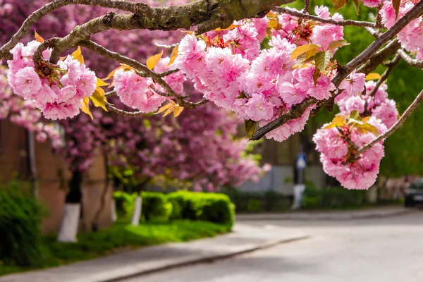 Květy růžové sakura na ulici — Stock fotografie