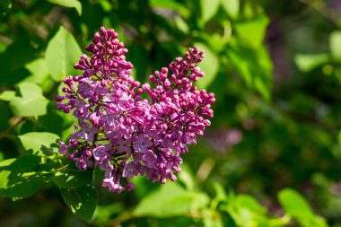 Mor eflatun renk arka plan bulanık. 
