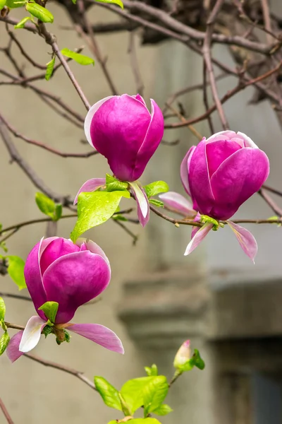 Magnolia fiori su sfondo blury — Foto Stock