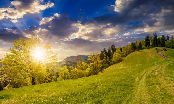 Caminho para a floresta nas montanhas ao pôr do sol — Fotografia de Stock