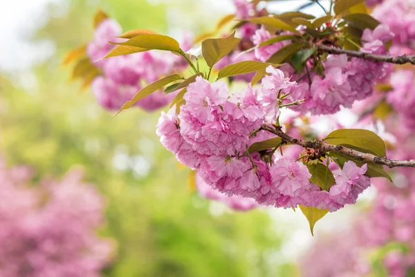 Růžové květy na větvích sakura — Stock fotografie