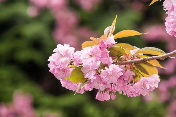 Pink flowers on sakura branches — Stock Photo, Image
