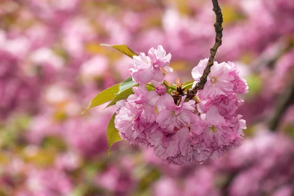 Fiori rosa su rami di sakura — Foto Stock