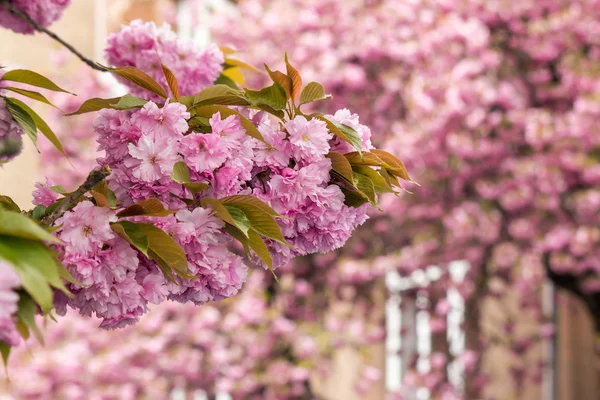 Pink flowers on sakura branches — Stock Photo, Image