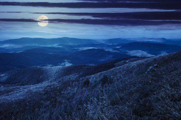 Fiori selvatici sulla cima della montagna di notte — Foto Stock