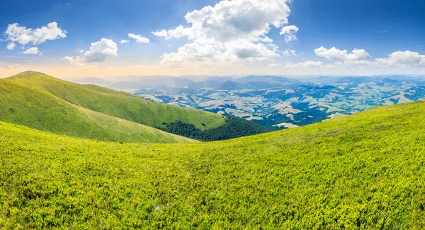 Divoká tráva na vrchol hory — Stock fotografie