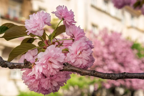 Pink flowers of sakura branches — Stock Photo, Image