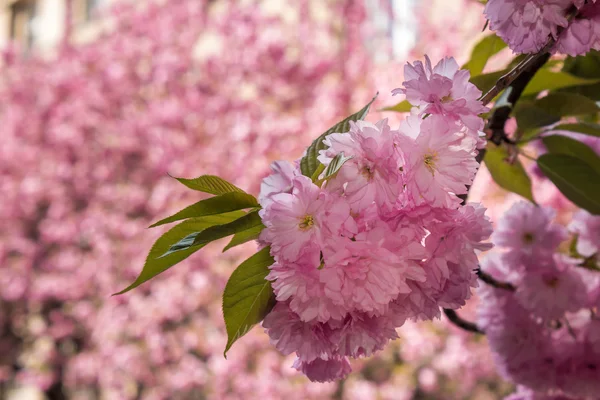 Pink flowers of sakura branches — Stock Photo, Image