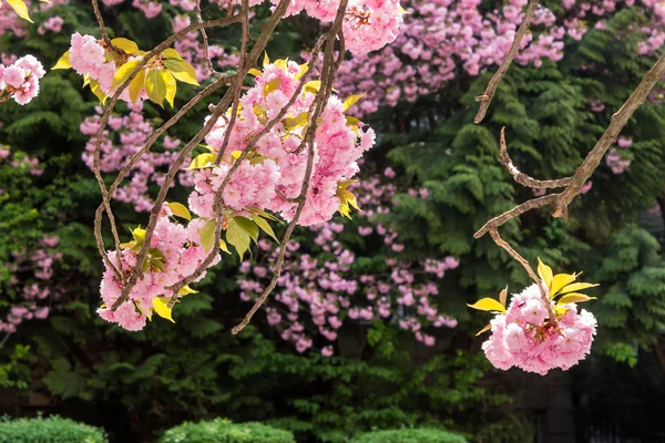 Sakura şube pembe çiçekler — Stok fotoğraf