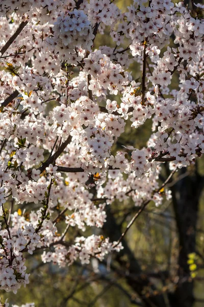 Blüten des Apfelbaums im Sonnenlicht — Stockfoto