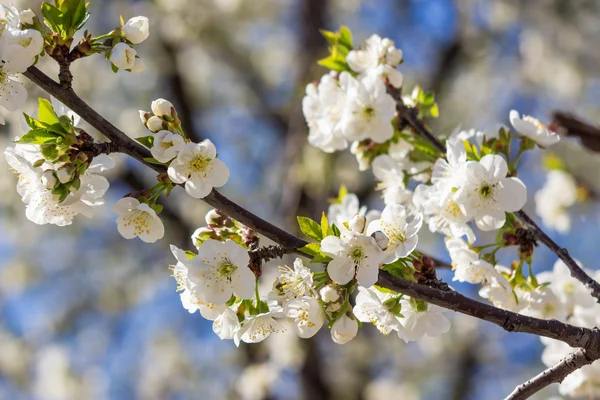 Flowers of apple tree in sunlight — Stock Photo, Image