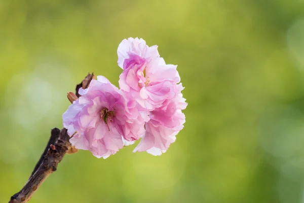 Pink blossomed sakura flowers — Stock Photo, Image