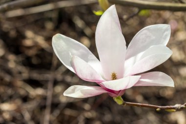 Manolya çiçek açtı