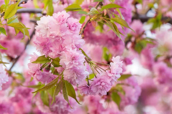 Kwiaty różowe rozkwitł sakura — Zdjęcie stockowe