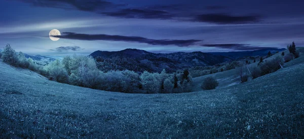 Árboles cerca del prado en las montañas por la noche — Foto de Stock