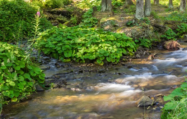 Plantas verdes cerca de sream en el bosque —  Fotos de Stock