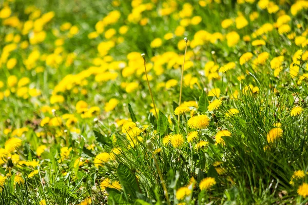 Veld met gele paardebloemen close-up — Stockfoto